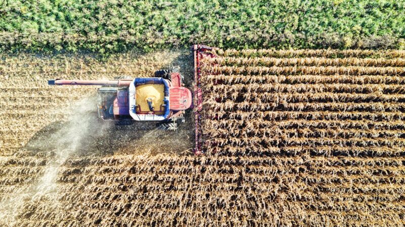 Adubação foliar em milho em estresse por seca: ajuda ou atrapalha?