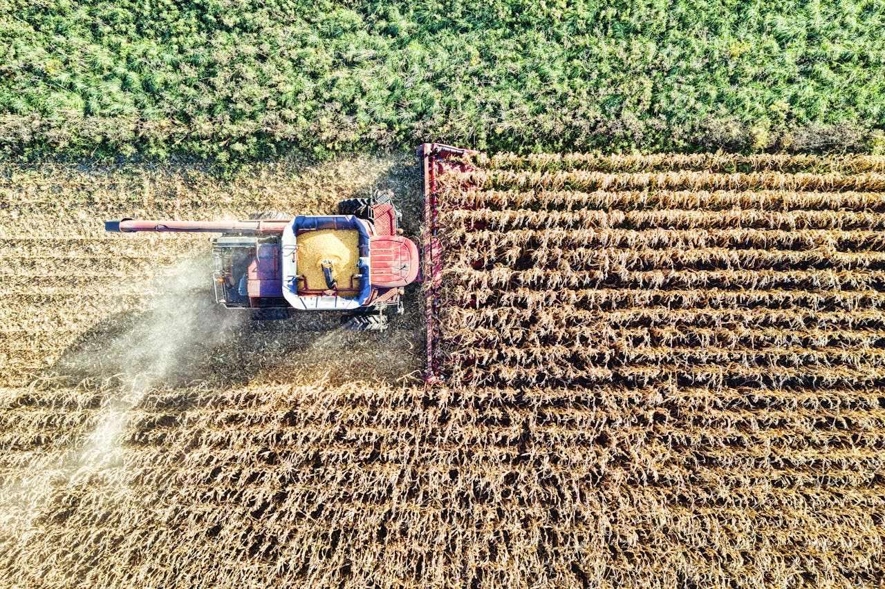 Adubação foliar em milho em estresse por seca: ajuda ou atrapalha?
