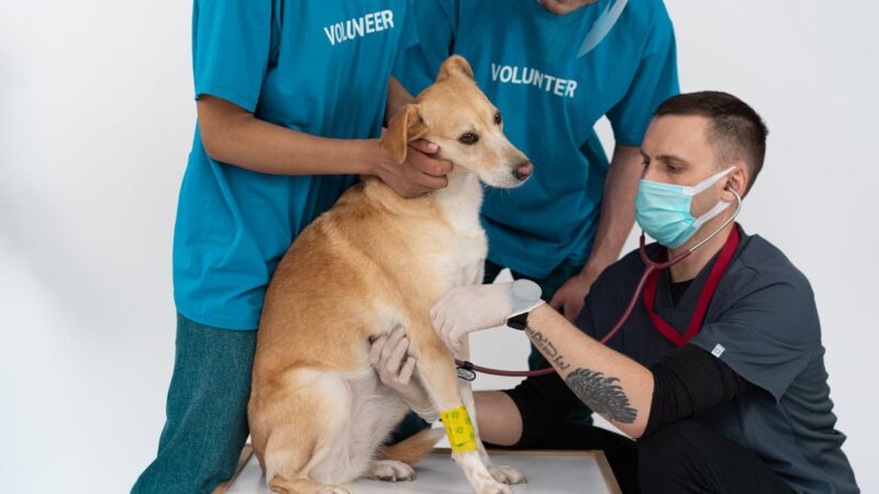 Como a personalização de medicamentos pela DrogaVET melhora a adesão ao tratamento em animais?
