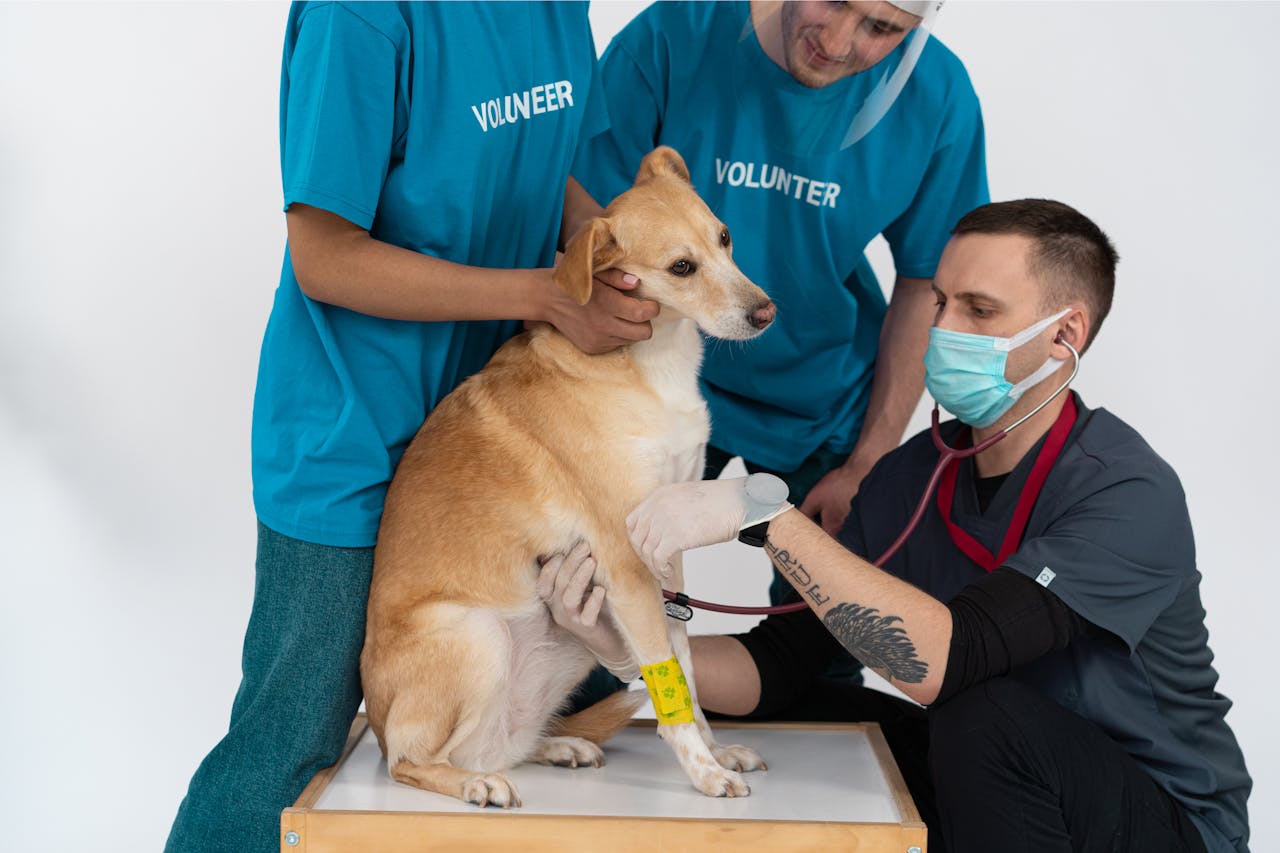 Como a personalização de medicamentos pela DrogaVET melhora a adesão ao tratamento em animais?