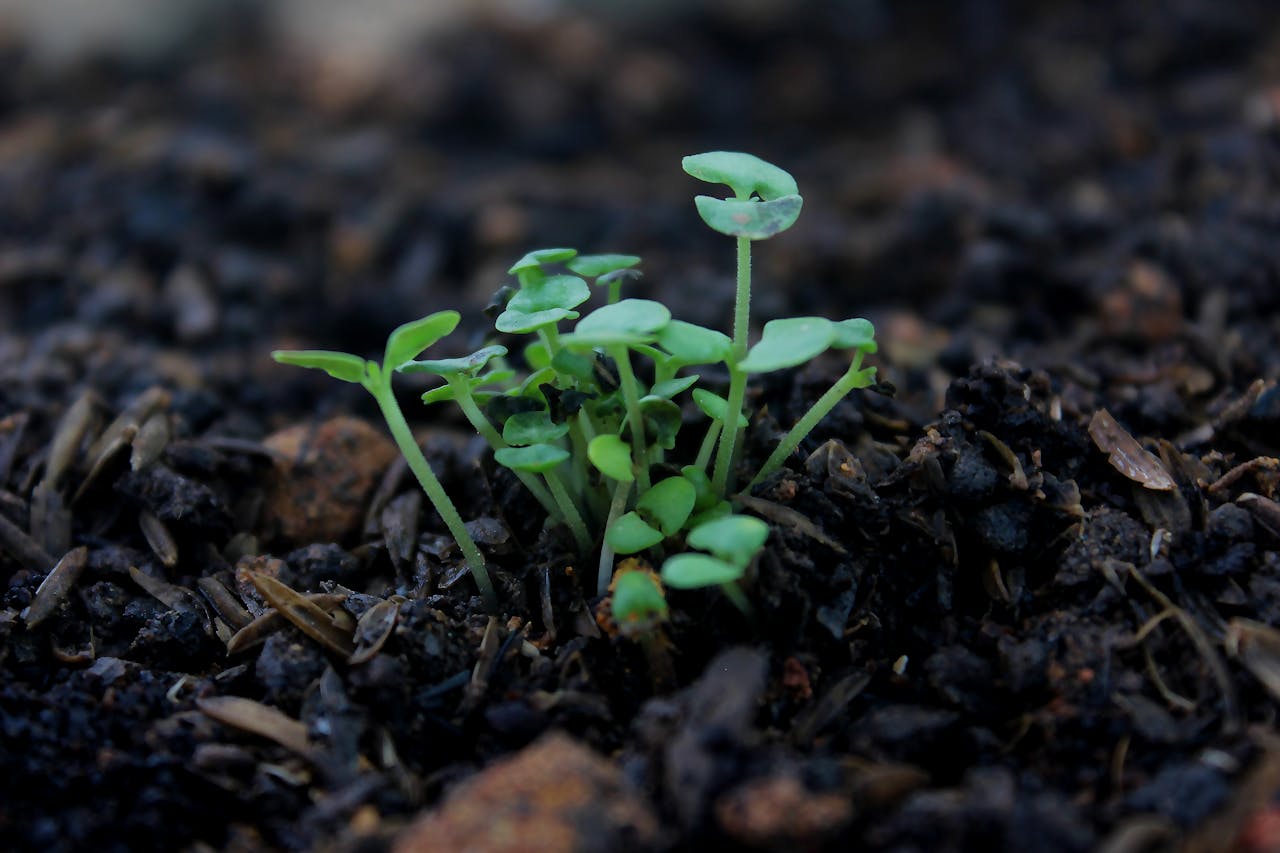 Adubação foliar pós-poda: qual escolher?