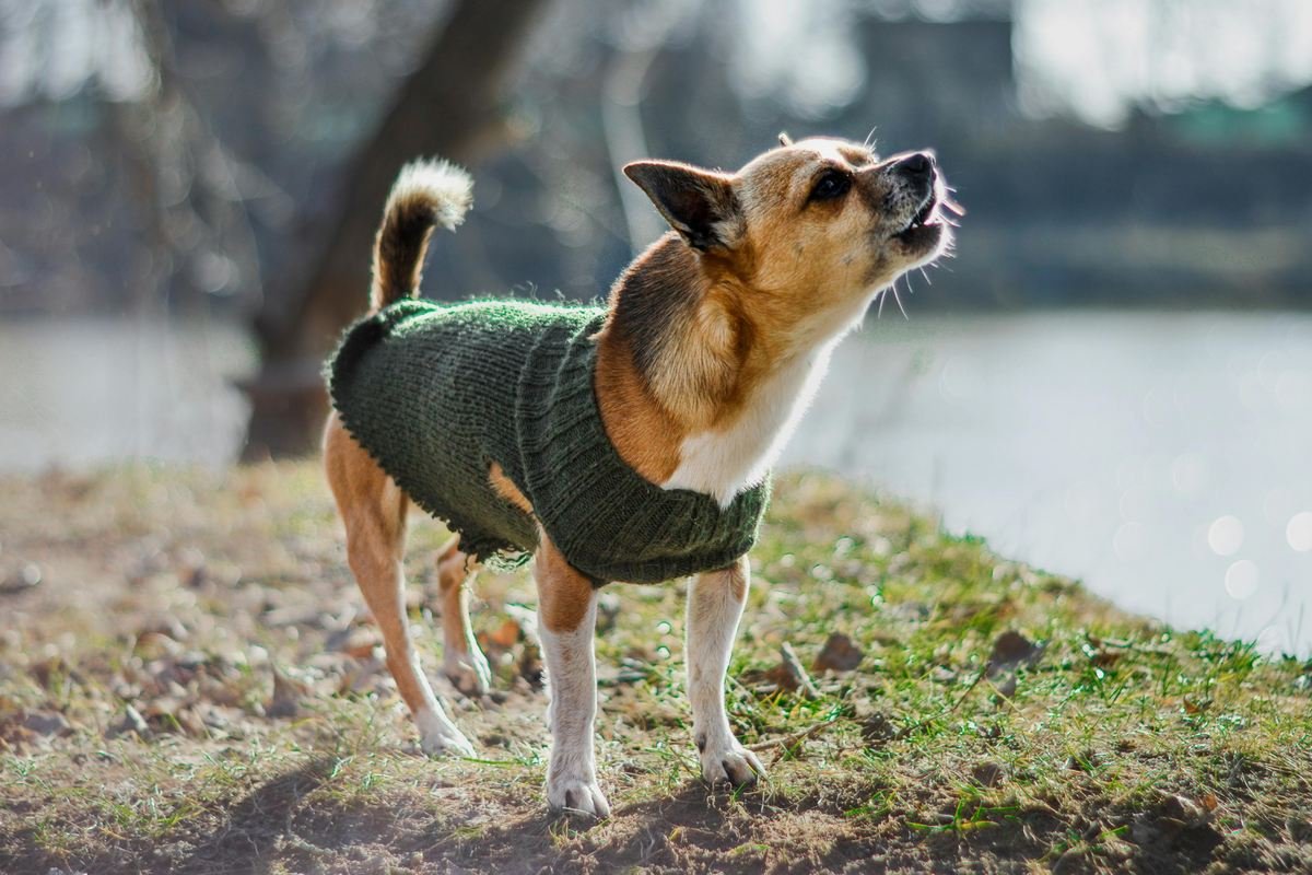 Como fazer um cachorro parar de latir​